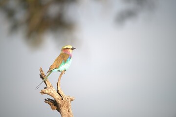 Coracias caudatus Lilac breasted roller in savanna - Bird  of africa