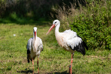 Two white storks in nature: Elegant birds on the meadow