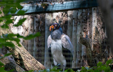 King Vulture (Sarcoramphus papa): Colorful bird of prey