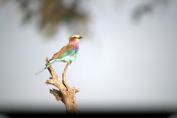 Coracias caudatus Lilac breasted roller in savanna - Bird  of africa