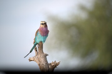Coracias caudatus Lilac breasted roller in savanna - Bird  of africa
