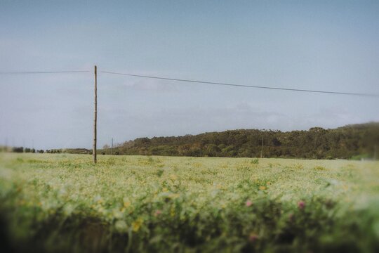 flowers in the field