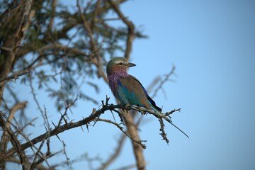 Fototapeta premium Coracias caudatus Lilac breasted roller in savanna - Bird of africa