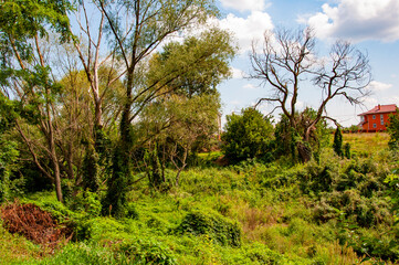 Forest in summer nature. Forest environment. Green nature. Nature landscape. Landscape forest in summer. Hoh Rainforest. Vineyard covered tree branch in Hoh Rain Forest. Willow tree jungle