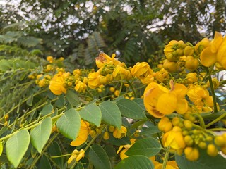 Senna spectabilis or American cassia with yellow flowers close up in Tenerife,Canary Islands,Spain.
Selective focus.