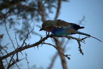 Coracias caudatus Lilac breasted roller in savanna - Bird  of africa