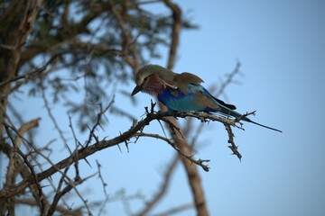 Coracias caudatus Lilac breasted roller in savanna - Bird  of africa