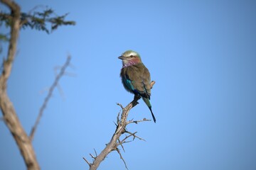 Coracias caudatus Lilac breasted roller in savanna - Bird  of africa