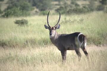 African Wildlife Family of Waterbucks – Animal of Africa