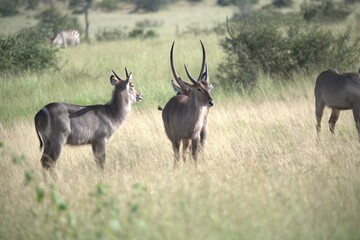 African Wildlife Family of Waterbucks – Animal of Africa
