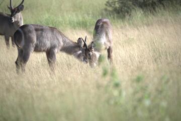 African Wildlife Family of Waterbucks – Animal of Africa