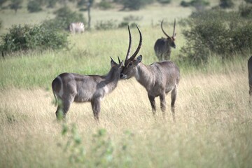 African Wildlife Family of Waterbucks – Animal of Africa