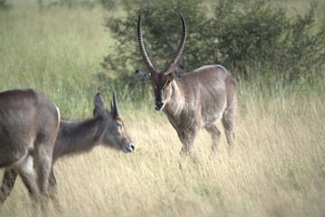 African Wildlife Family of Waterbucks – Animal of Africa