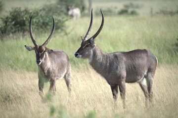 African Wildlife Family of Waterbucks – Animal of Africa