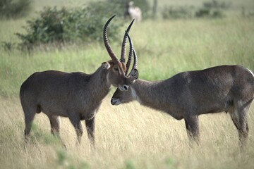 African Wildlife Family of Waterbucks – Animal of Africa