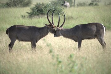 African Wildlife Family of Waterbucks – Animal of Africa