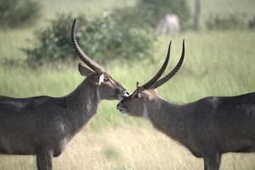 African Wildlife Family of Waterbucks – Animal of Africa