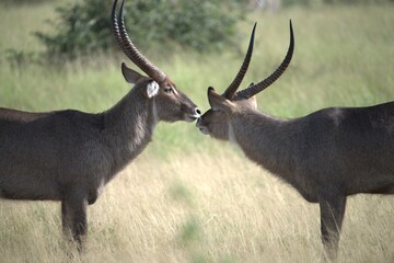 African Wildlife Family of Waterbucks – Animal of Africa
