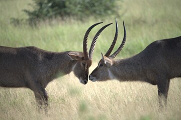 African Wildlife Family of Waterbucks – Animal of Africa