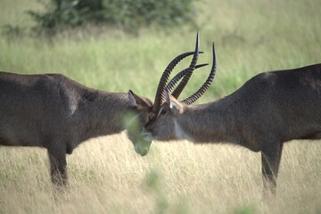 African Wildlife Family of Waterbucks – Animal of Africa