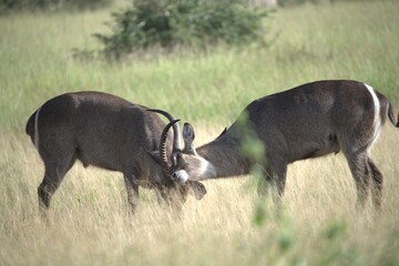 African Wildlife Family of Waterbucks – Animal of Africa