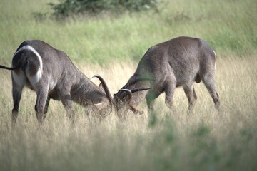 African Wildlife Family of Waterbucks – Animal of Africa