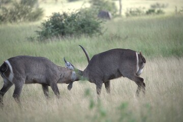 African Wildlife Family of Waterbucks – Animal of Africa
