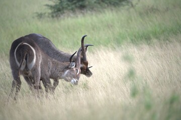 African Wildlife Family of Waterbucks – Animal of Africa