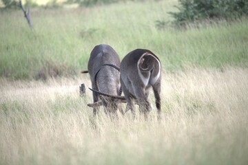 African Wildlife Family of Waterbucks – Animal of Africa