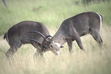 African Wildlife Family of Waterbucks – Animal of Africa