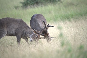 African Wildlife Family of Waterbucks – Animal of Africa