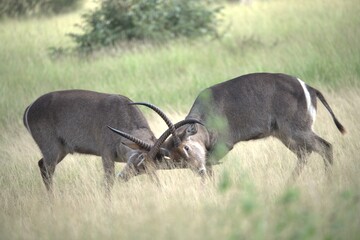 African Wildlife Family of Waterbucks – Animal of Africa