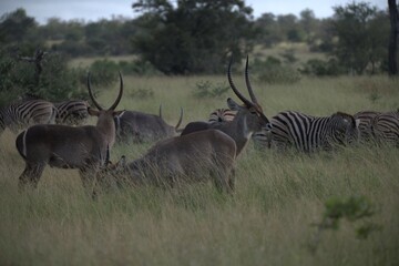 African Wildlife Family of Waterbucks – Animal of Africa