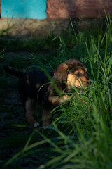 puppy in the grass. dog in the park. happy dog. playful puppy. puppy on the grass in the garden. close-up of a puppy among the green grass. portrait of a puppy outdoors