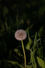 dandelion in the grass. Close-up of dandelion flower on field