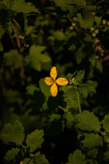 yellow flower in the garden. celandine blossom close-up. close-up of celandine blossom