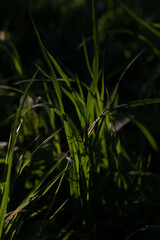 macro of grass in the garden on a dark background. close up of grass on a dark background.