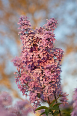 lilac flowers on the tree. close-up of lilac against the sky. close-up of lilac blossom