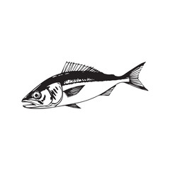 Mackerel fish on white background, seafood