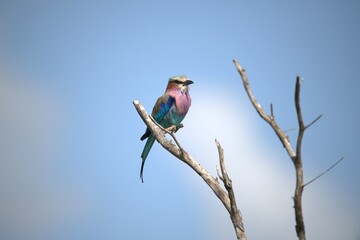 Coracias caudatus Lilac breasted roller in savanna - Bird  of africa