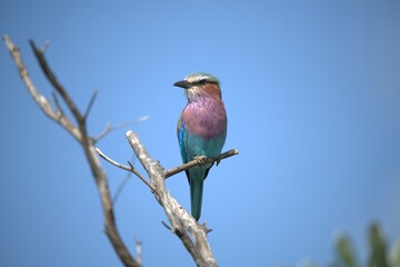 Coracias caudatus Lilac breasted roller in savanna - Bird  of africa