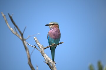 Coracias caudatus Lilac breasted roller in savanna - Bird  of africa