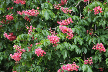 Red chestnut flowers with selective focus. Close-up of chestnut blossom. Beautiful chestnut tree in bloom. Chestnut flowers among green leaves, spring. Nature background