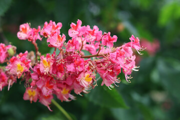 Red chestnut flowers with selective focus. Close-up of chestnut blossom. Beautiful chestnut tree in bloom. Chestnut flowers among green leaves, spring. Nature background