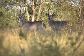 African Wildlife Family of Waterbucks – Animal of Africa
