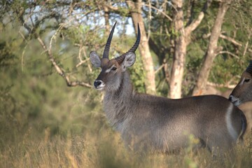 African Wildlife Family of Waterbucks – Animal of Africa