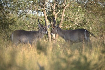 African Wildlife Family of Waterbucks – Animal of Africa