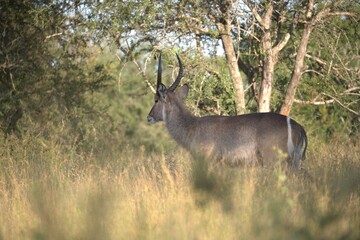 African Wildlife Family of Waterbucks – Animal of Africa