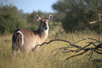 African Wildlife Family of Waterbucks – Animal of Africa