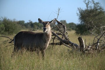 African Wildlife Family of Waterbucks – Animal of Africa